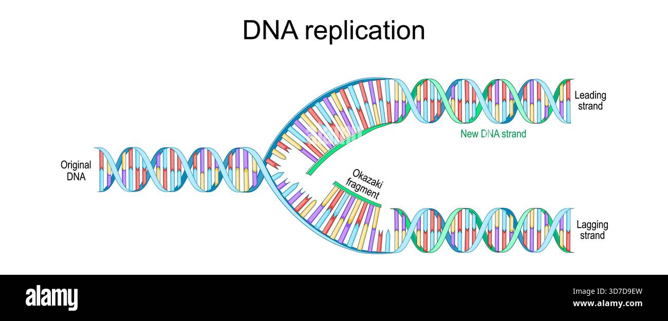 DNA-Replikation. Original-DNA-Doppelhelix, neuer DNA-Strang, Okazaki-Fragment, verzögerter und führender Strang. Vektorabbildung Stock Vektor