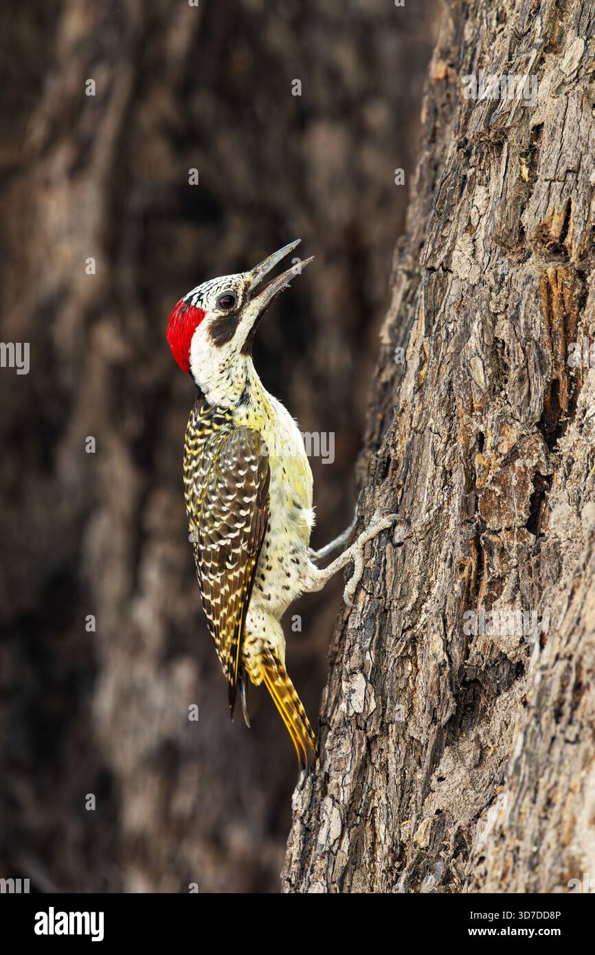 Nahaufnahme von Bennetts Specht, der auf einem großen Baum im Linyanti, Chobe National Park in Botswana klettert Stockfoto