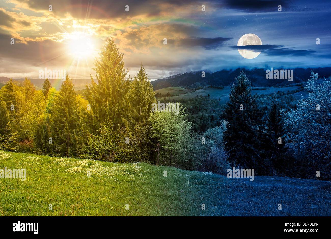 Fichtenwald auf einer hügeligen Wiese in hohen Bergen an Frühlingskundnachtgleiche. Tag- und Nachtzeitwechsel. Ländliche Landschaft für Nachhaltigkeit mit Stockfoto
