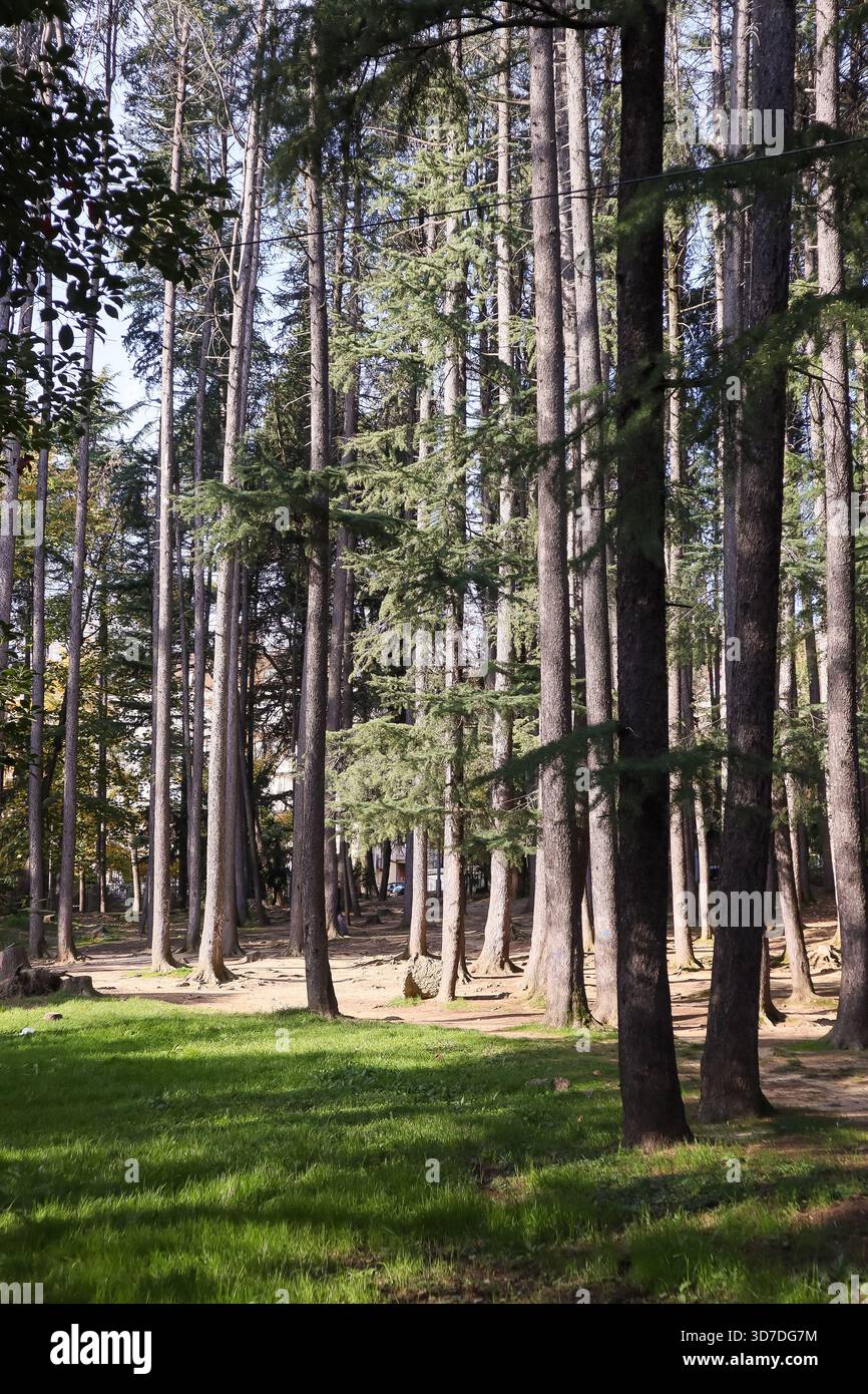 Gefiltertes Sonnenlicht strömt durch Zedernholz-Äste und beleuchtet üppige grüne Wiesen und Baumgrundlagen im ruhigen Park. Stockfoto
