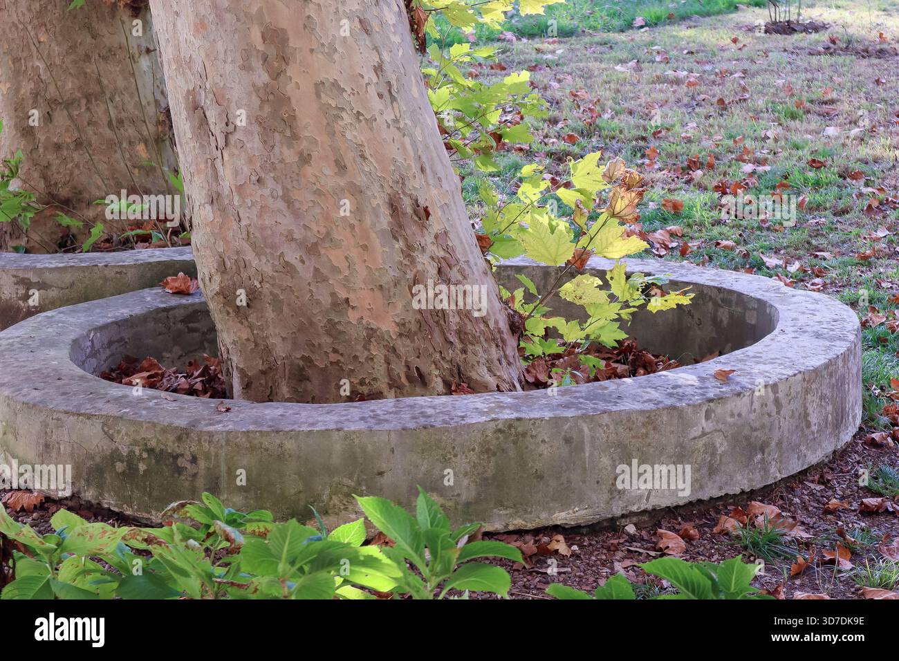 Zwei schlanke Baumstämme mit abblätternder Rinde, umringt von verwitterten Betonkannen, gepunktet mit goldenen Herbstblättern auf grünem Rasen. Stockfoto