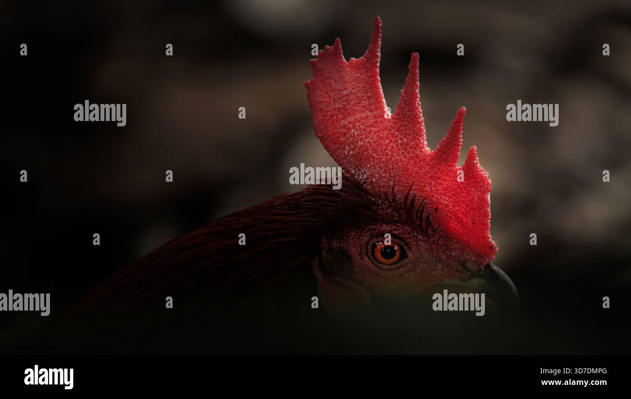 Hahnenkopf in dramatischer Nahaufnahme, leuchtend roter Kamm und reflektierendes Auge, das aus tiefem Schatten mit warmem natürlichem Licht auftaucht. Fotografie, nicht generativ Stockfoto