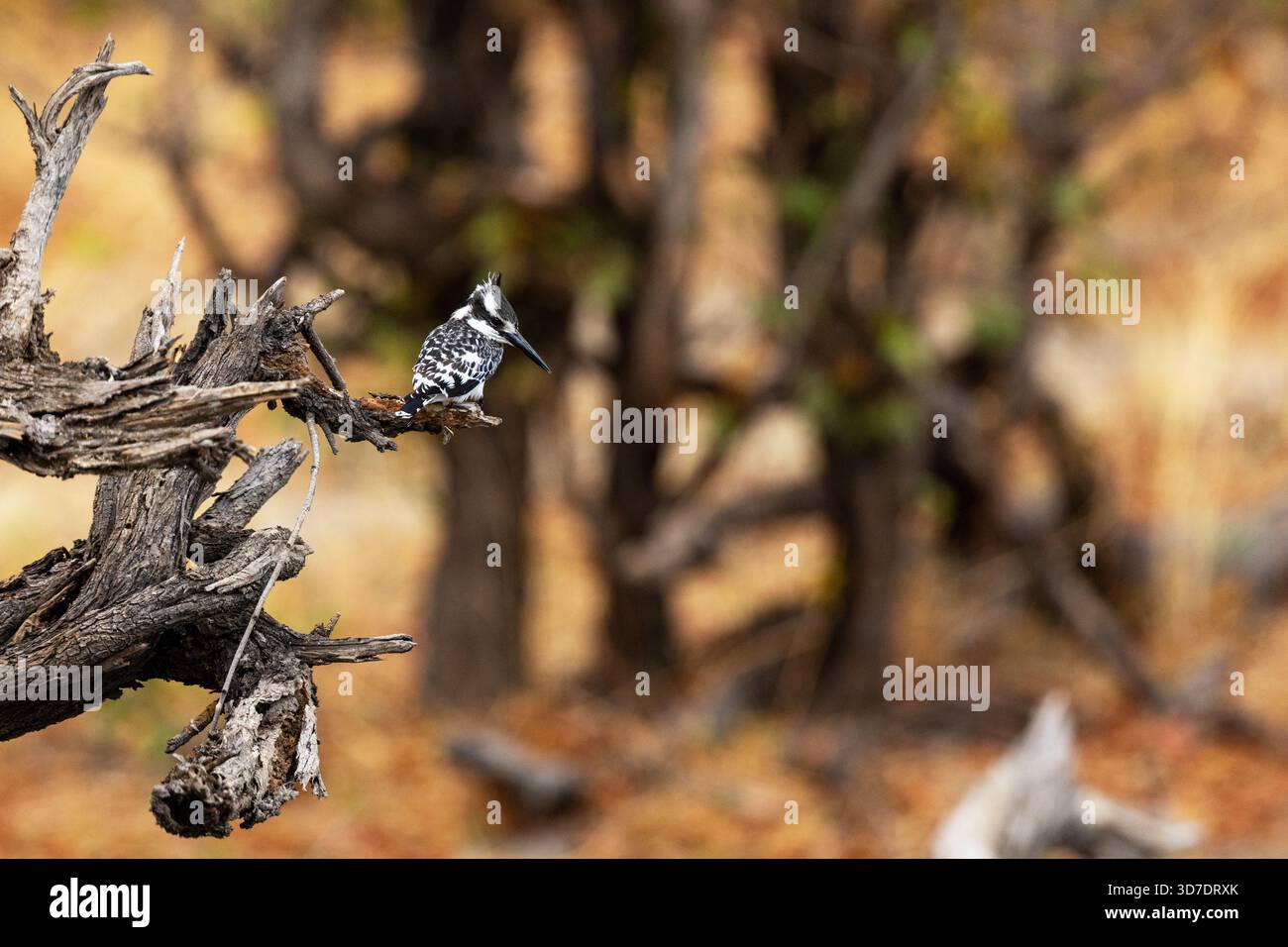 Ein gewöhnlicher rattenvogel, der auf einem Baum hockt und in einer Waldlandschaft im Okavango Delta, Moremi Game Reserve in Botswana, nach Nahrung sucht Stockfoto
