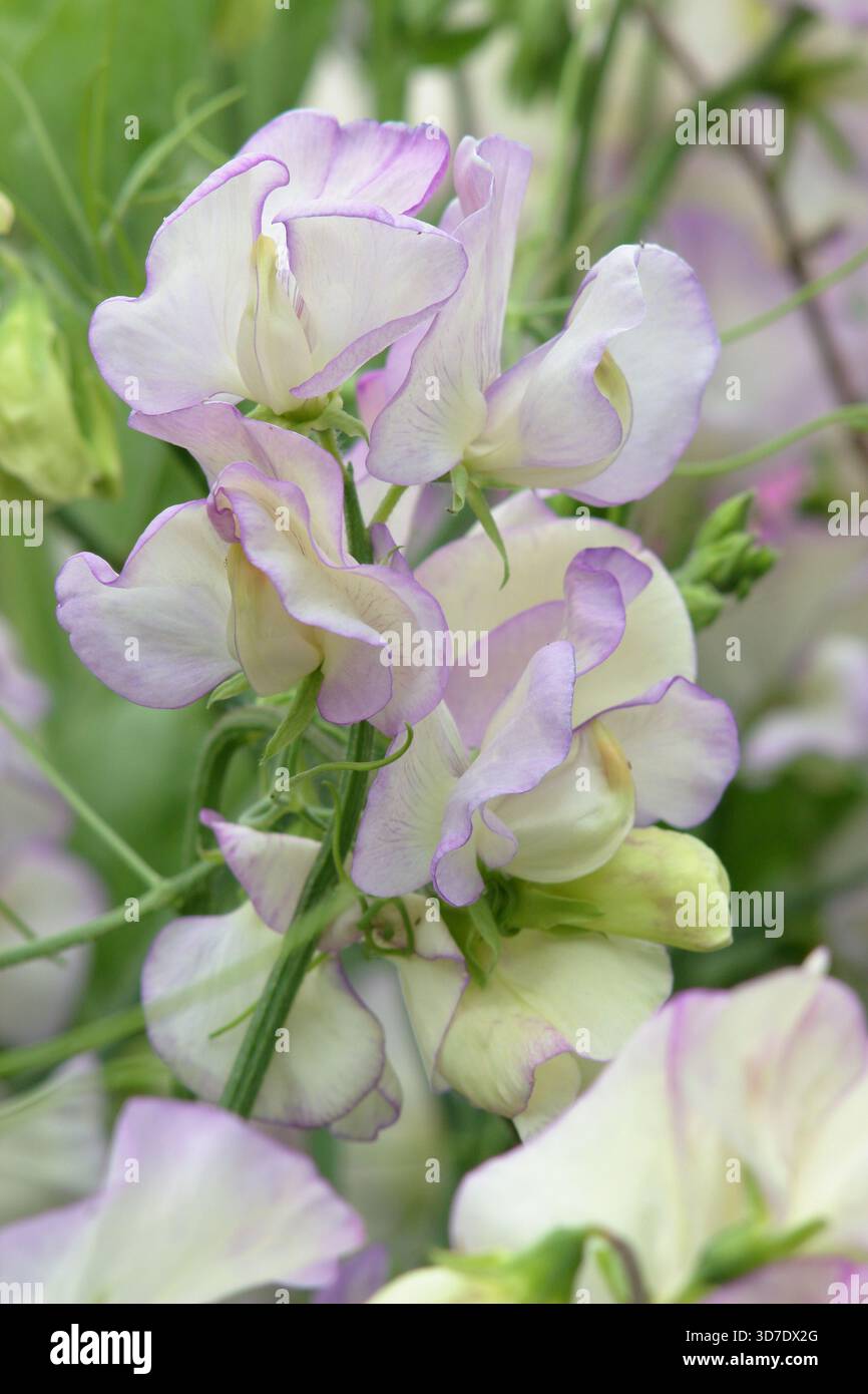 Sweet Pea High Duftstoff, eine stark duftende, cremig weiße Kletterblume mit violettem Picotee-Rand. Lathyrus odoratus. Auch bekannt als April in Paris. Stockfoto