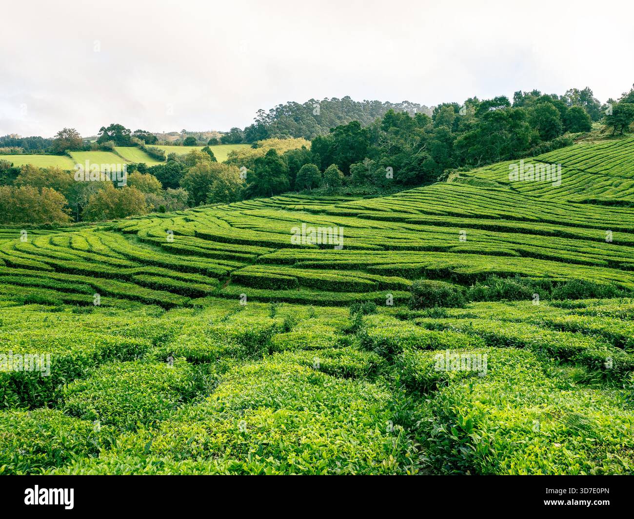 Gorreana Teeplantage auf der Insel São Miguel, Azoren, mit lebhaften grünen Terrassenfeldern. Europas einziger kommerzieller Teeherstellungsstandort, perfekt für tr Stockfoto