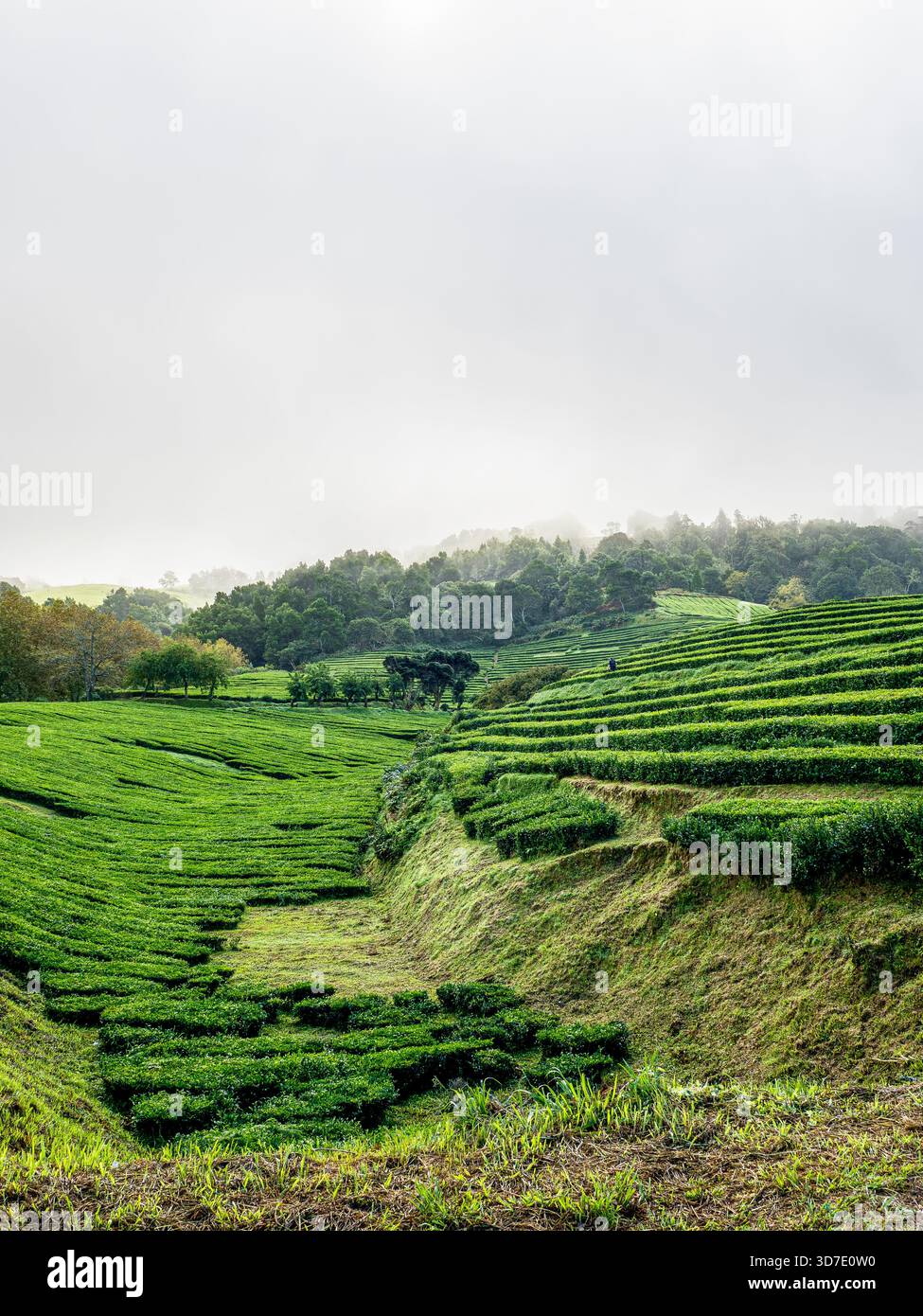 Nebeliger Blick auf die Teeplantage Gorreana auf der Insel São Miguel, Azoren, mit üppigen Terrassenfeldern und bewaldeten Hügeln im Hintergrund. Stockfoto