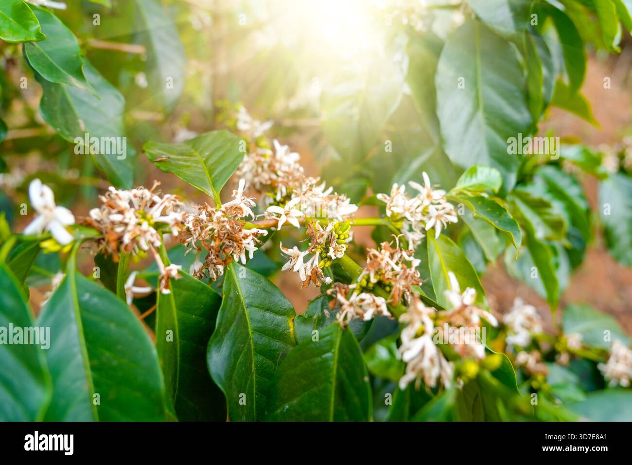 Ende der Blüte mit Kaffeebaum und weißen Blüten. Stockfoto