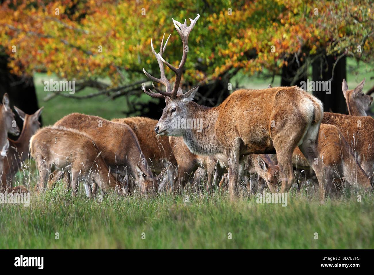 Rotwild (Cervus elaphus) Hirsch mit Hinden während der Furche in Nordengland, Großbritannien Stockfoto