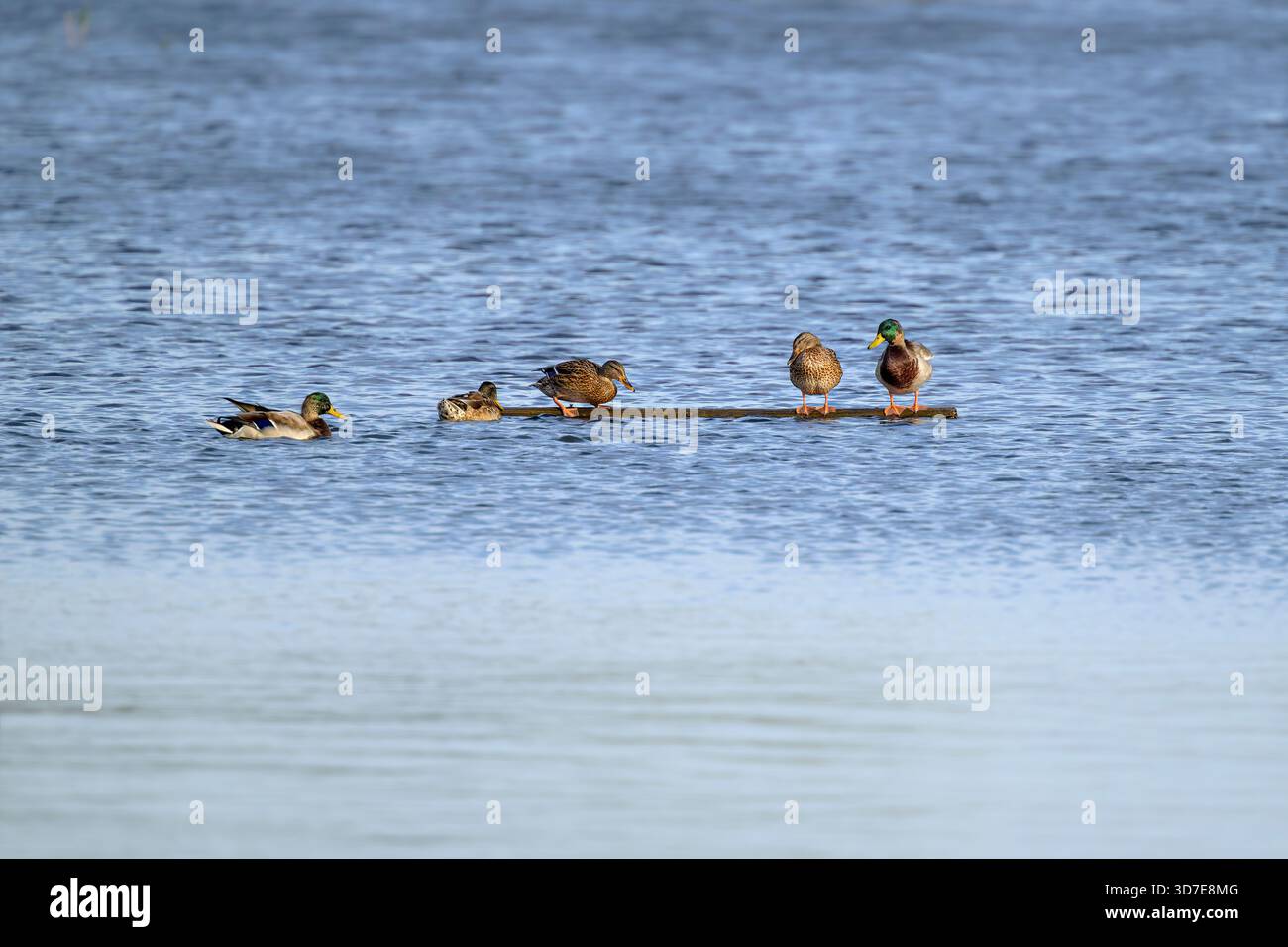 Männliche und weibliche Stockenten auf einem Holzbrett auf den Somerset Levels, England, UK Stockfoto