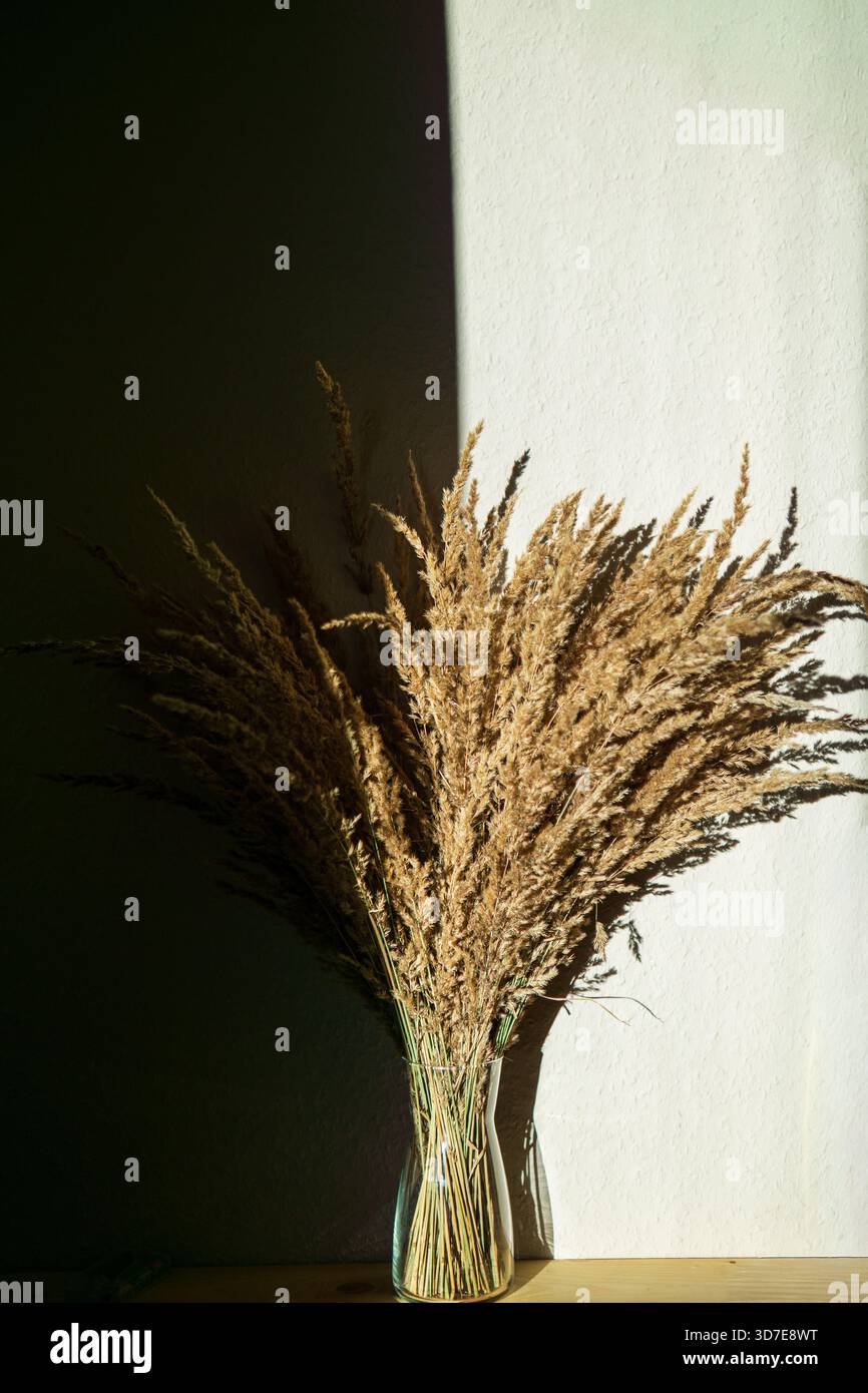 Eine Vase mit getrocknetem Gras steht in einem starken Kontrast von Licht und Schatten. Minimalistisches, natürliches Design passt zu den Themen Inneneinrichtung und Design. Stockfoto