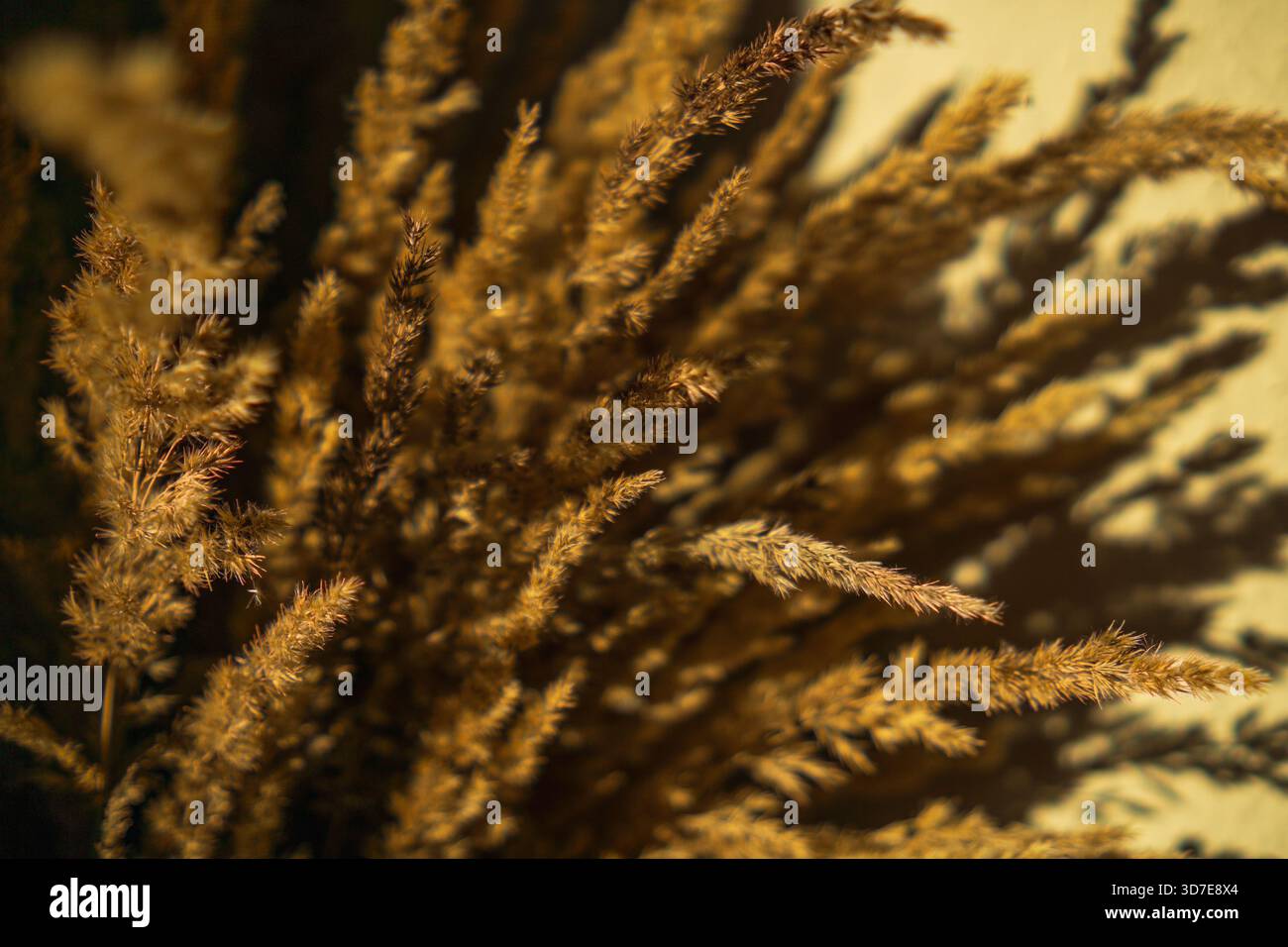 Eine Makroansicht von getrocknetem goldenem Gras mit weichem, verschwommenem Hintergrund. Warme Töne betonen natürliche Textur und Details. Stockfoto