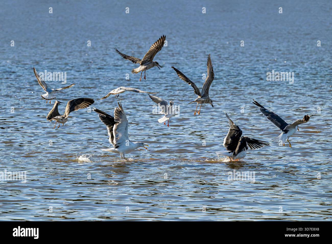 Mittelgroße Mantelmöwen und Schwarzkopfmöwen füttern während eines Angelfrenzys am Chew Valley Lake, Somerset, England, UK Stockfoto