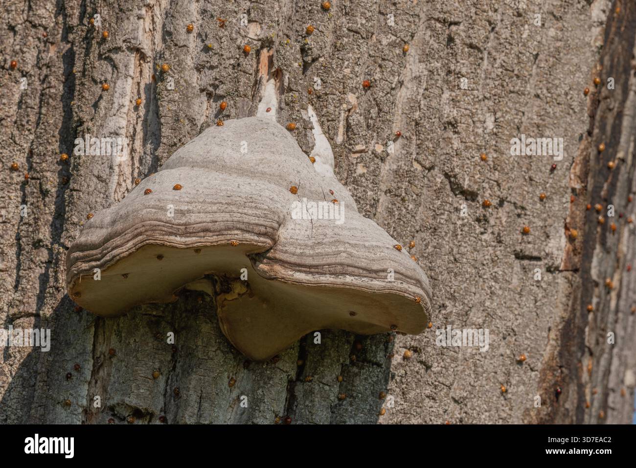 Pilze wachsen auf Rinde von alten Bäumen im grünen Wald. Die Sonne scheint durch die Blätter und schafft eine friedliche Atmosphäre. Invasion asiatischer Marienkäfer. Bas Rhin, Elsass, Frankreich, Europa. Stockfoto