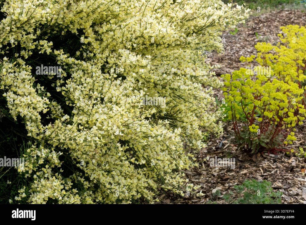 Cytisus x praecox 'Albus' in der Gartenblühenden Strauchquelle Stockfoto