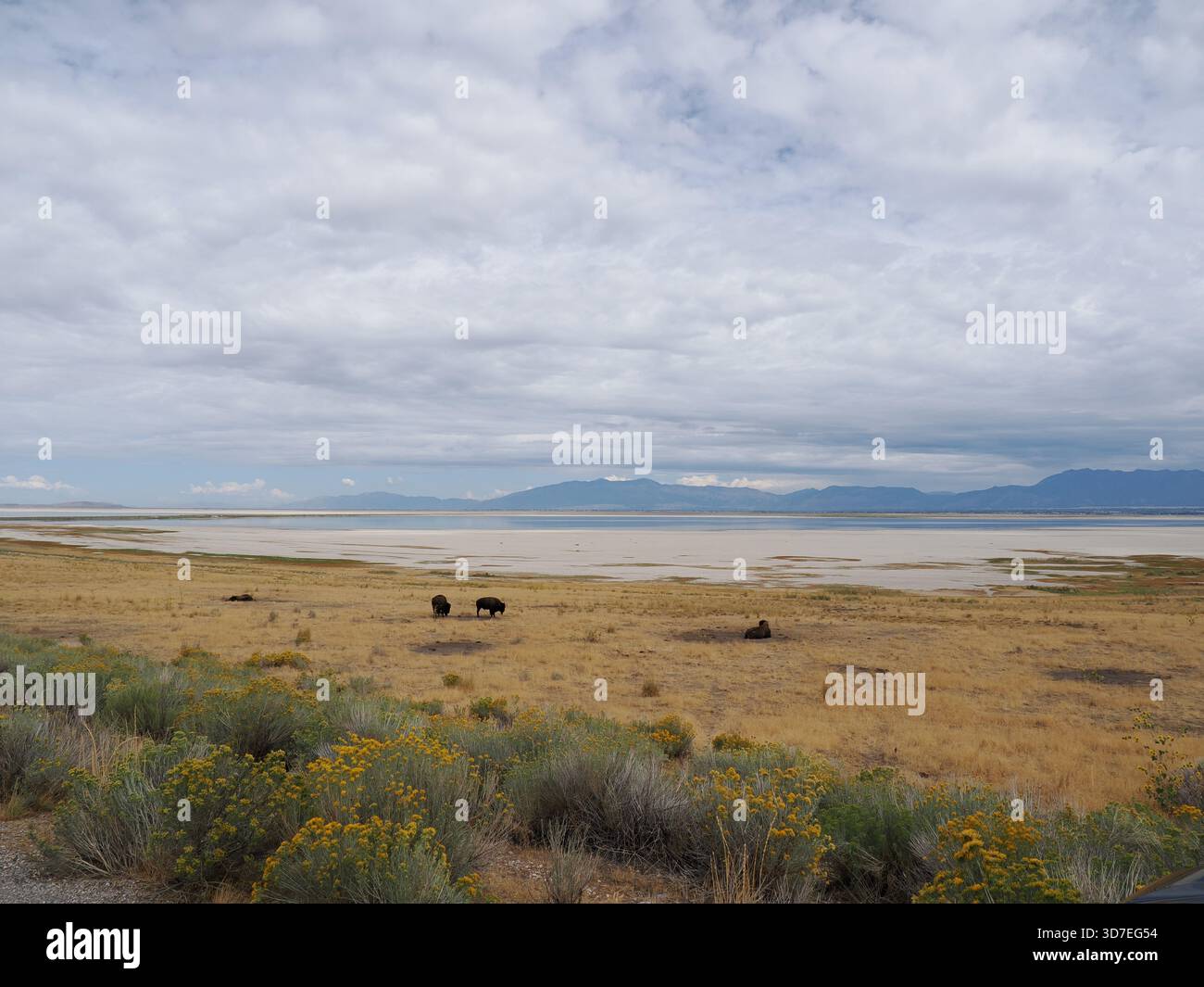 American Bison ruht und weidet auf den trockenen, weitläufigen Ebenen in der Nähe der Küste des Great Salt Lake. Stockfoto