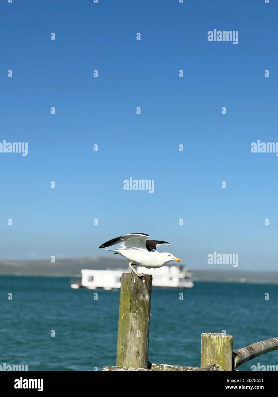 Die Möwe fliegt von einem Holzpfosten über türkisfarbenem Wasser entlang der südafrikanischen Küste an einem hellen, sonnigen Tag - Smartphone-aufgenommenes Stockfoto