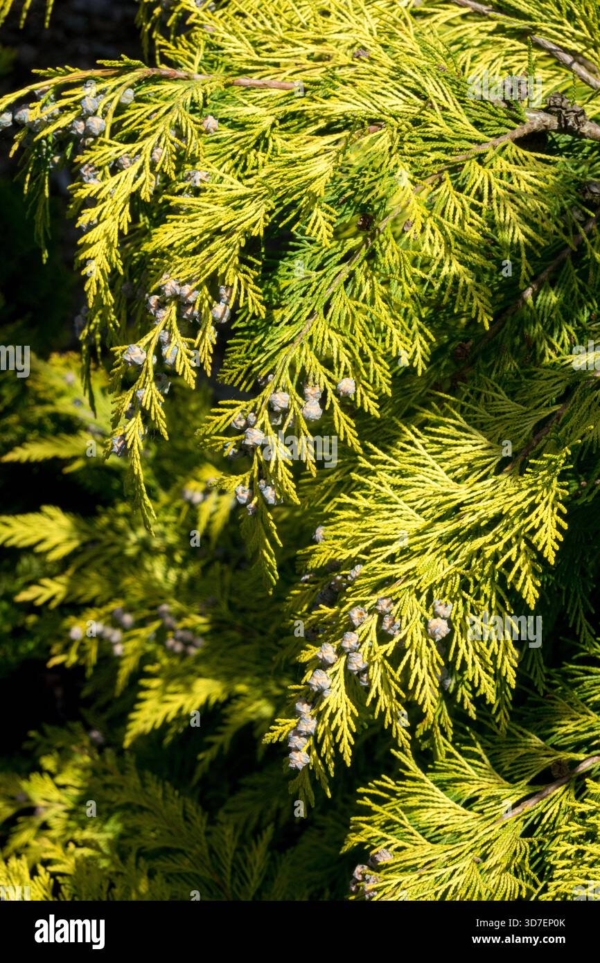 Gelbe nadeln -Fotos und -Bildmaterial in hoher Auflsung  Alamy