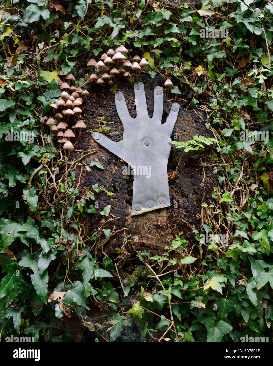 Eine Bleihand und Haufen stumpfverrottender Pilze auf dem vertikalen Stamm einer Esche in einem Waldgarten bei Caernarfon, Gwynedd, Wales, Großbritannien. Stockfoto