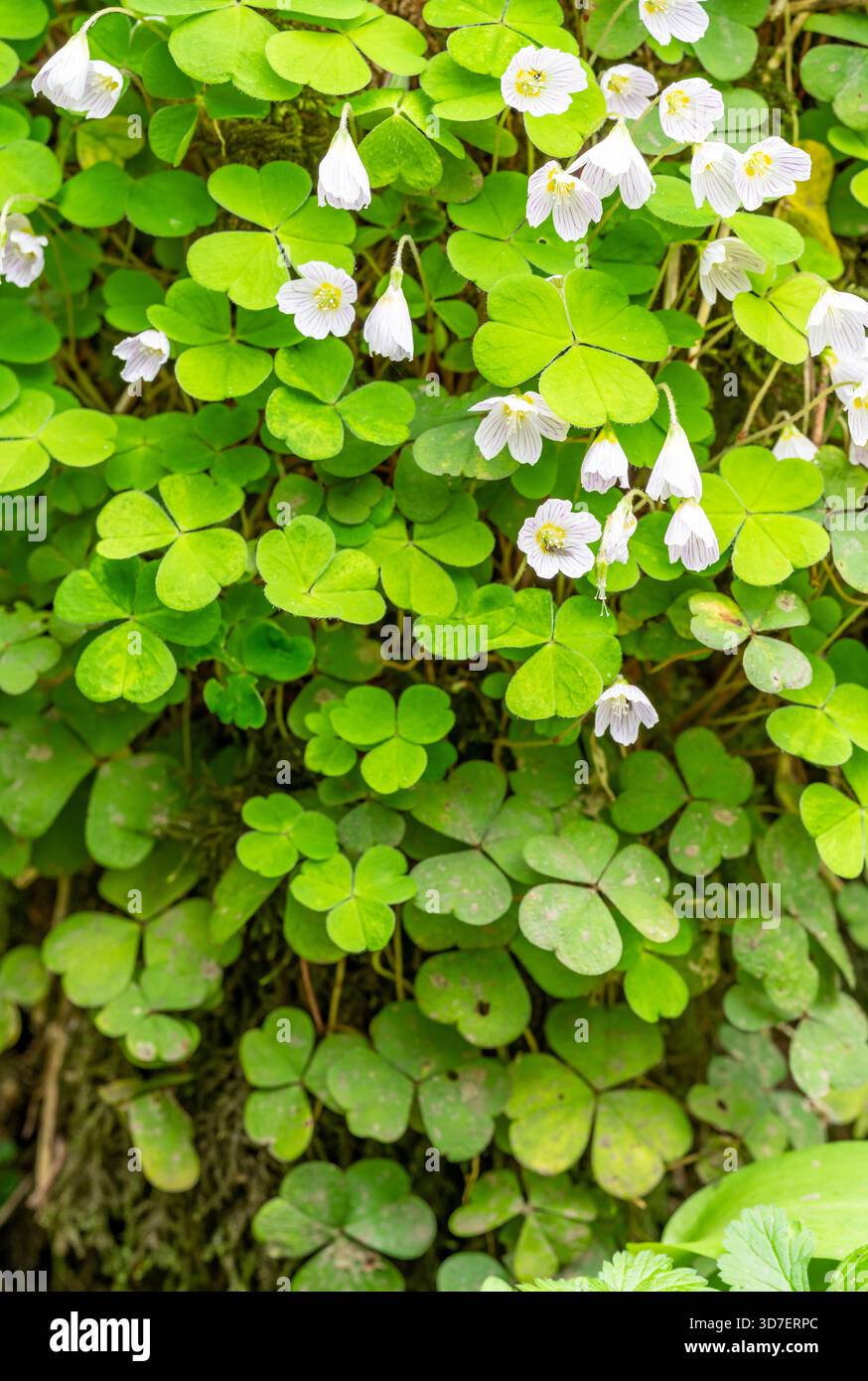 , Sauerklee Oxalis Naiandinus Stockfoto
