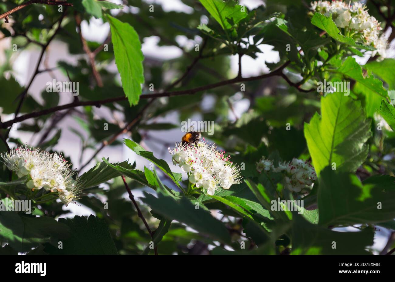 Hummel bestäubt die weißen Blüten des sibirischen Weißdorns Stockfoto