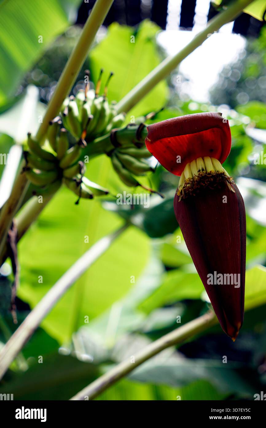 Schöne Bananenblüte, die Früchte trägt Stockfoto