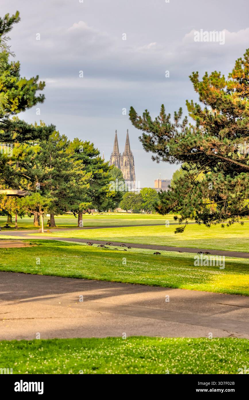 Der Kölner Dom erhebt sich bei Sonnenaufgang über einem grünen Park Stockfoto