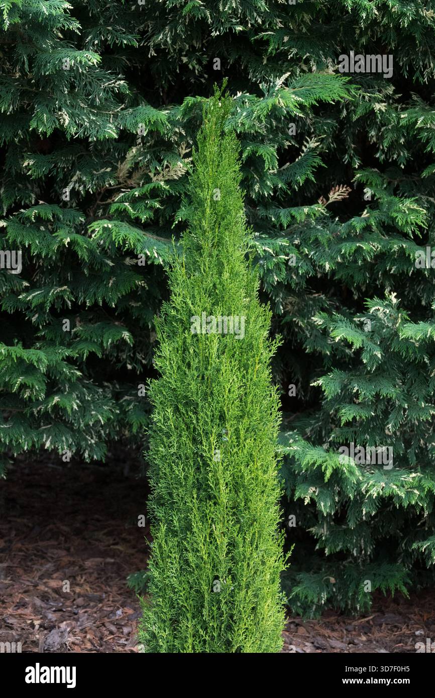 Cupressus sempervirens „Totem“ Stockfoto