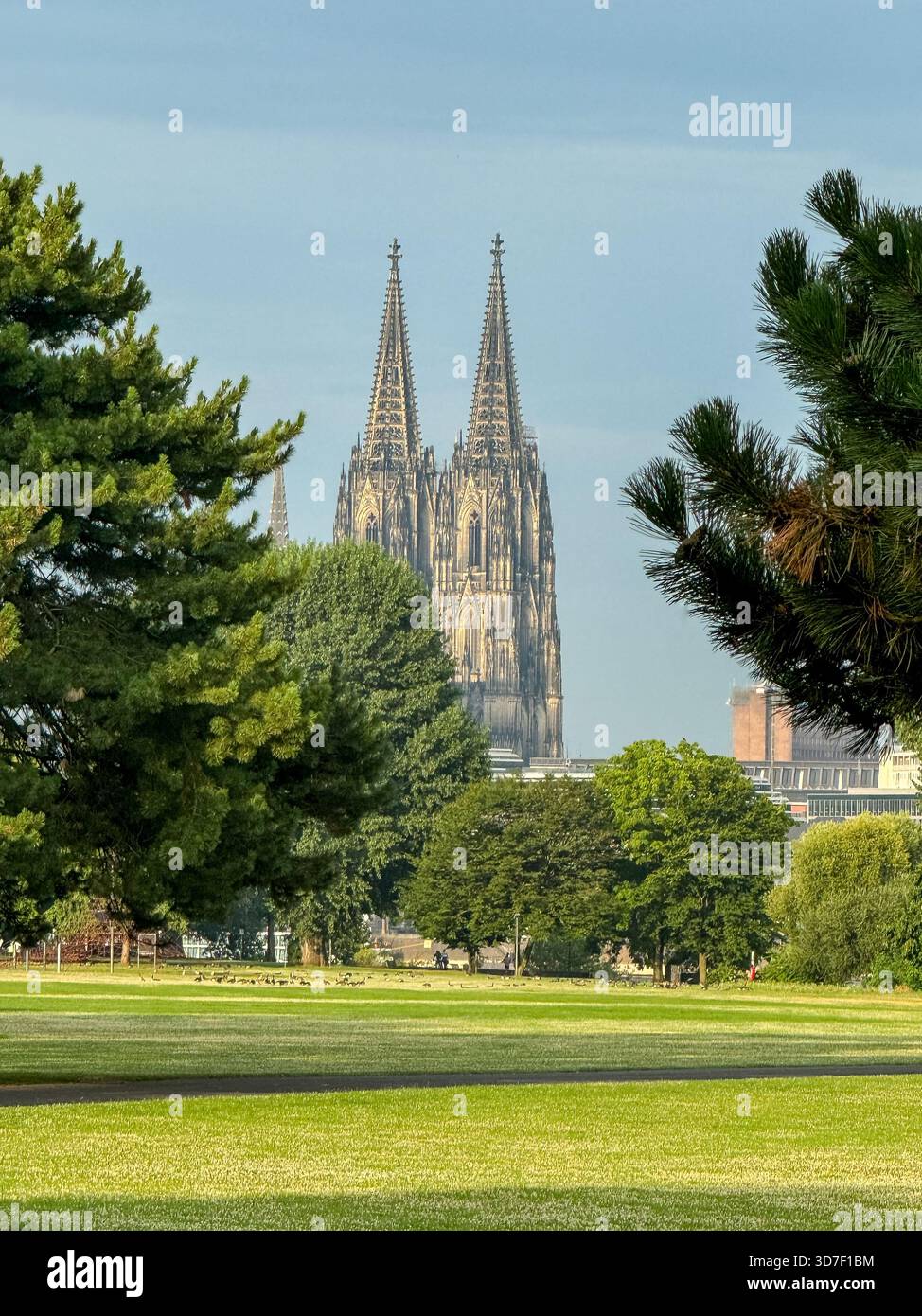 Der Kölner Dom erhebt sich bei Sonnenaufgang über einem grünen Park Stockfoto