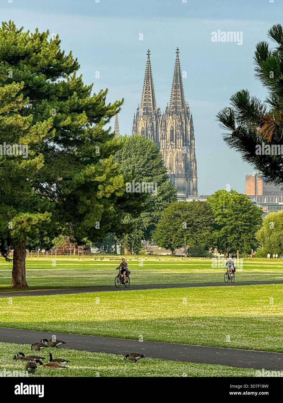 Der Kölner Dom erhebt sich bei Sonnenaufgang über einem grünen Park Stockfoto