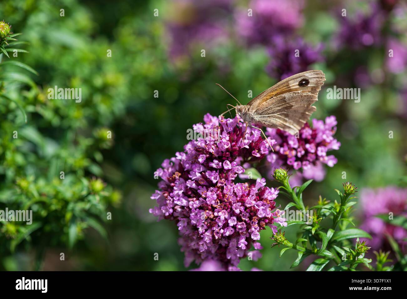 Ein Wiese Brauner Schmetterling (Maniola jurtina) auf einem Oregano Blumenkopf im Sommer Stockfoto