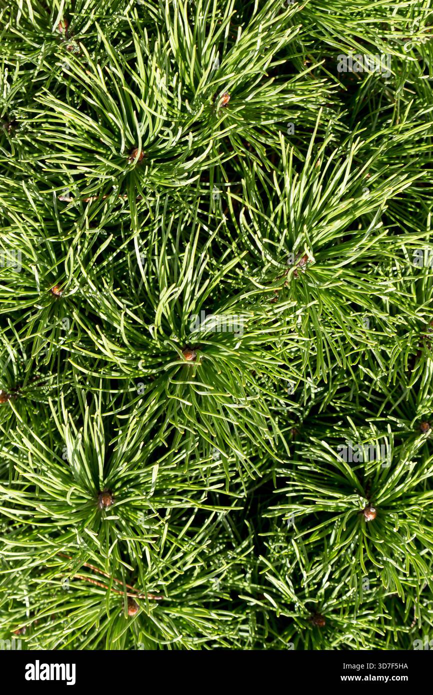 Kiefer Bonsai aus nächster Nähe Stockfoto