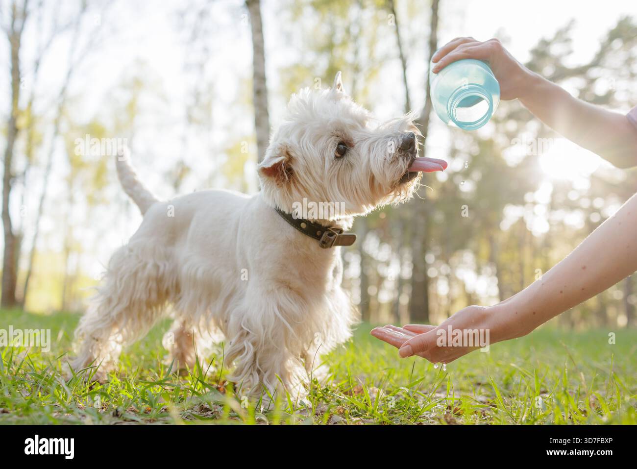 Kleiner Terrier, der die Zunge erreicht, um Wasser aus der Flasche des Besitzers im sonnigen Wald zu trinken, was die Pflege der Haustierhydrate und die Sicherheit im Sommer im Freien zeigt Stockfoto