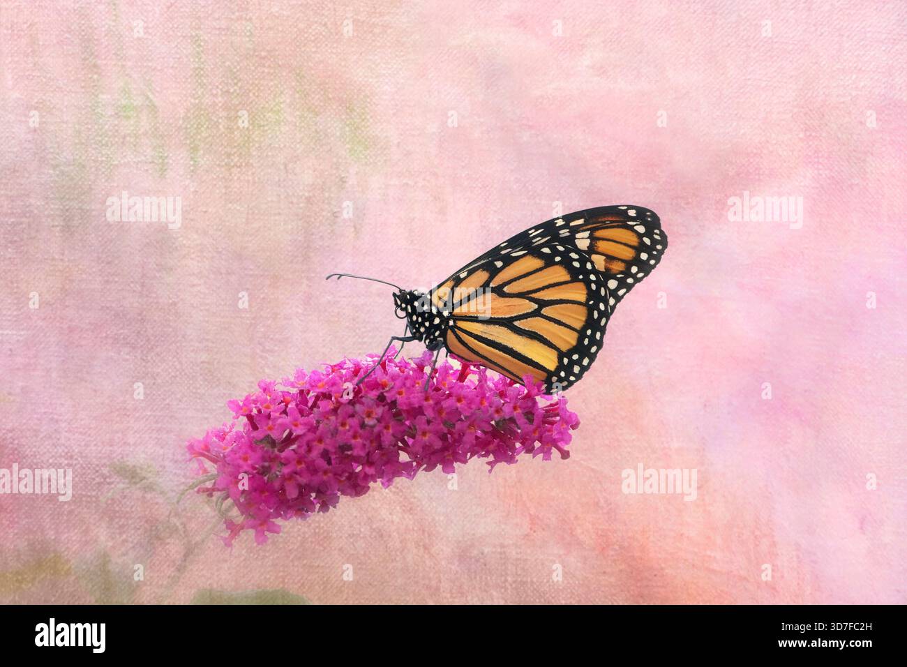Makro eines Monarchschmetterlings (danaus plexippus), der auf einer Butternusblüte ruht - auf einem rosa strukturierten Hintergrund. Stockfoto