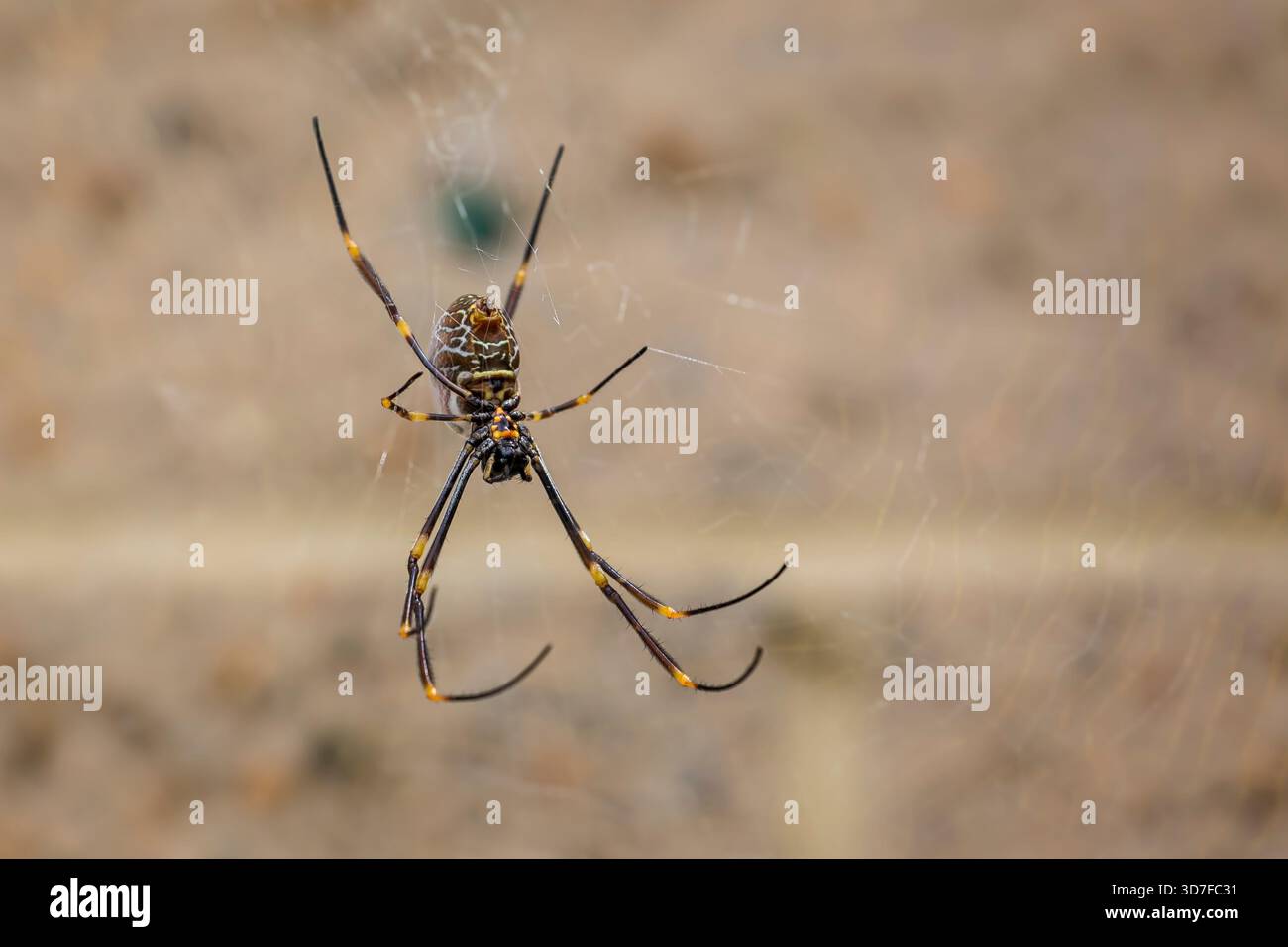 Nahaufnahme einer goldenen Orgelweberspinne, die im Netz in Brooklyn, NSW, Australien hängt Stockfoto