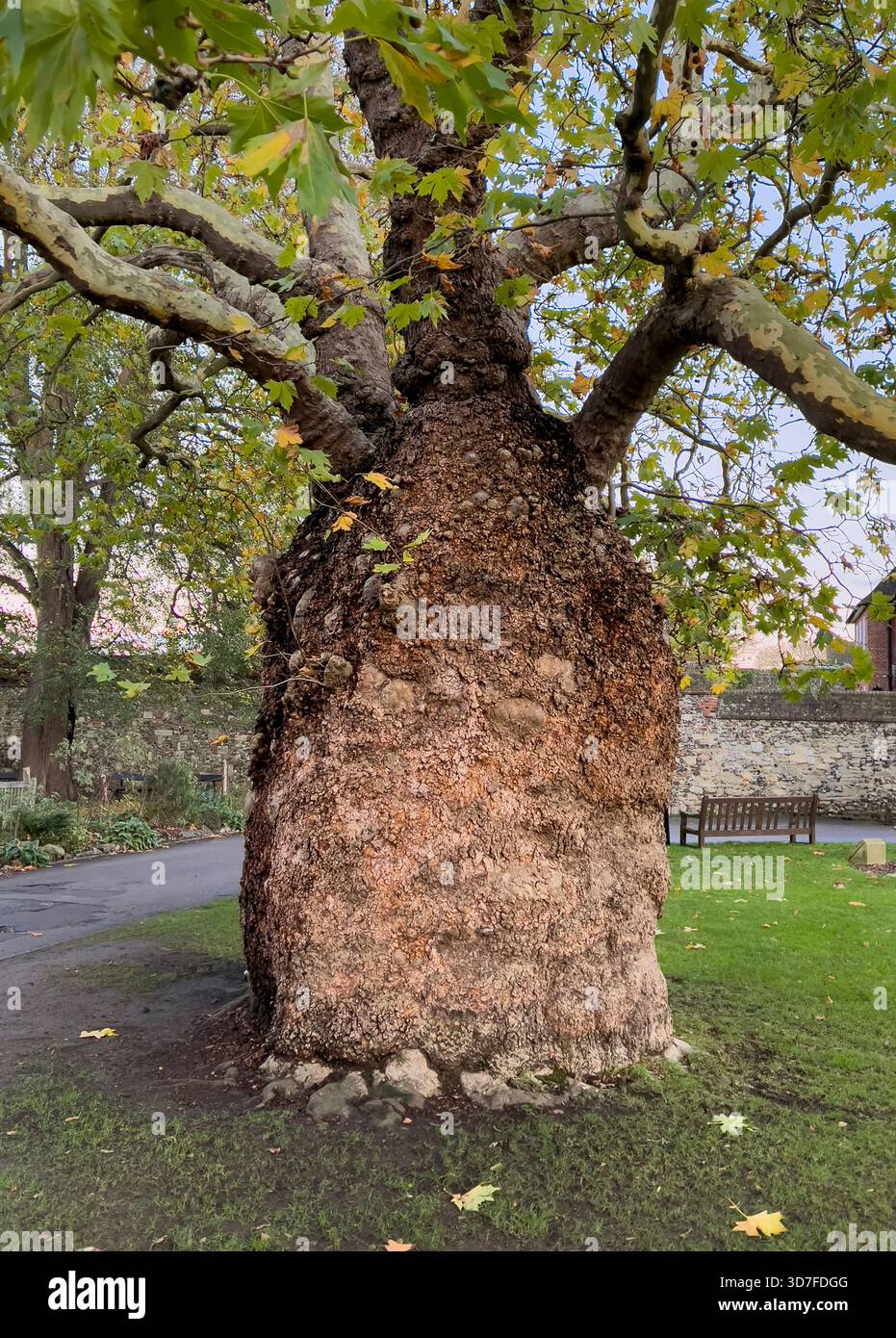 Ein Baobab-Plane-Baum in der Kathedrale in Canterbury, Großbritannien. Er ist ein Klon des gewöhnlichen London Plane, der riesige Stamm wird durch einen Virus verursacht Stockfoto