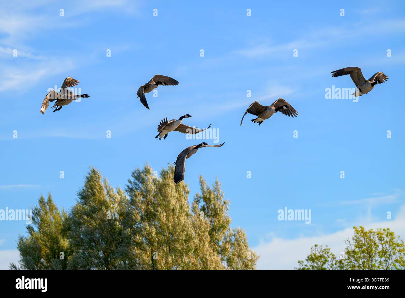 Kanadiergänse landen am Chew Valley Lake in North Somerset, Großbritannien Stockfoto