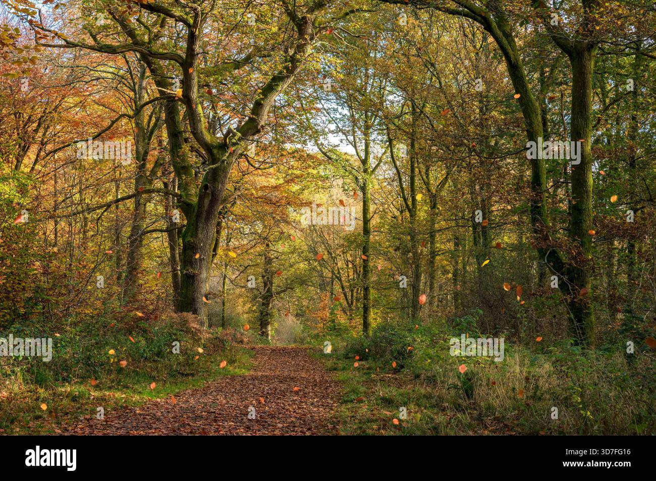 Herbstblätter wehen entlang eines Waldweges im Savernake Forest nahe Marlborough, Wiltshire, UK Stockfoto