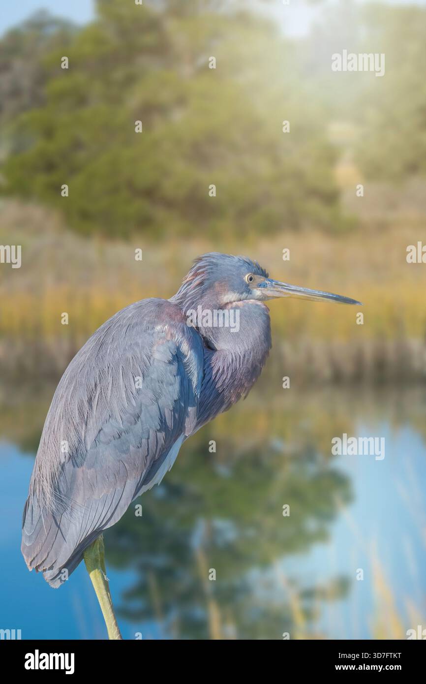 Der dreifarbige Reiher steht am Rande eines Salzwassersumpfes Stockfoto