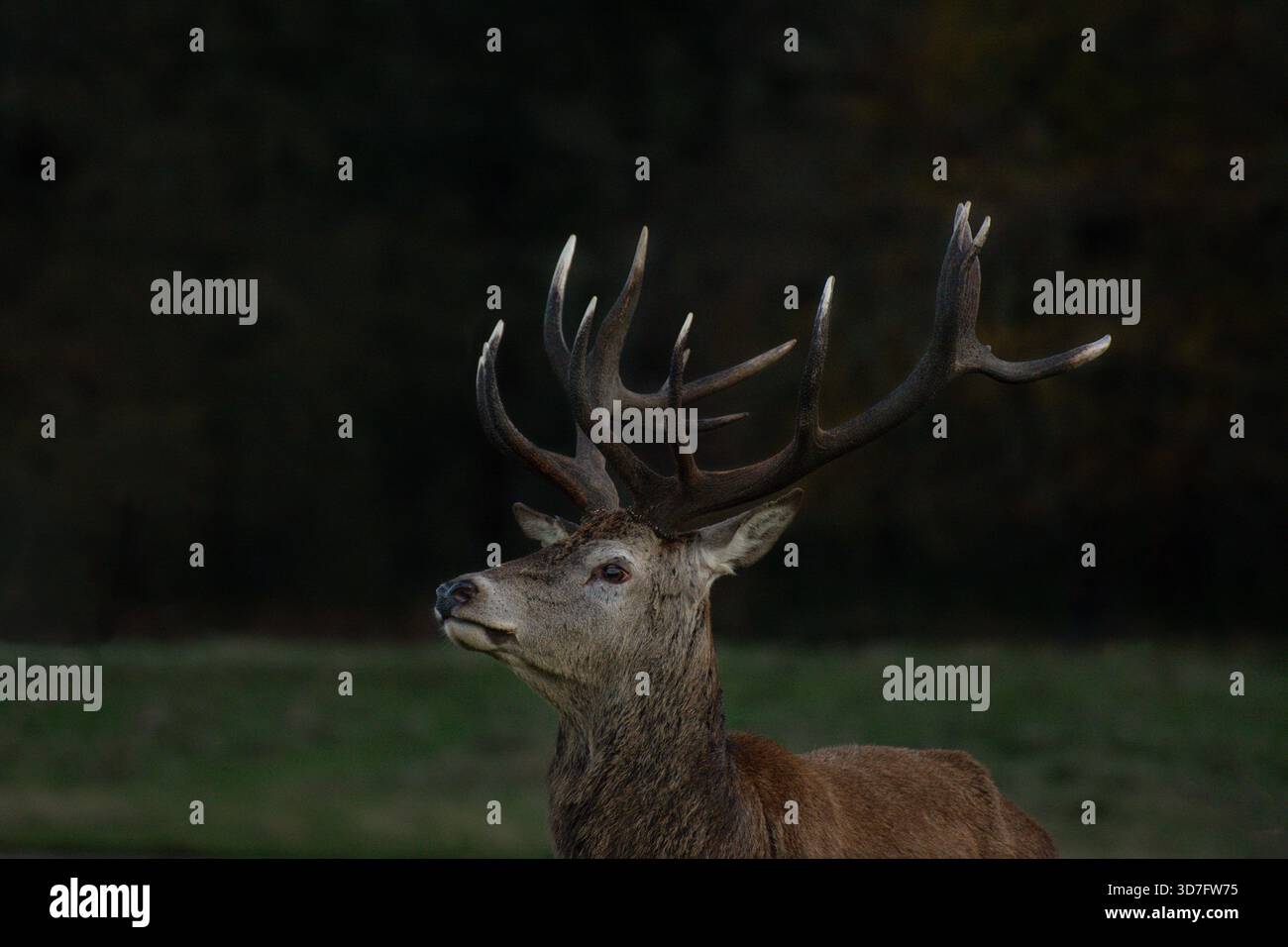 Reifer Rothirsch, im November, Richmond Park, London. Tierwelt der Stadt. Die Tierwelt in London. Herbst. Stockfoto