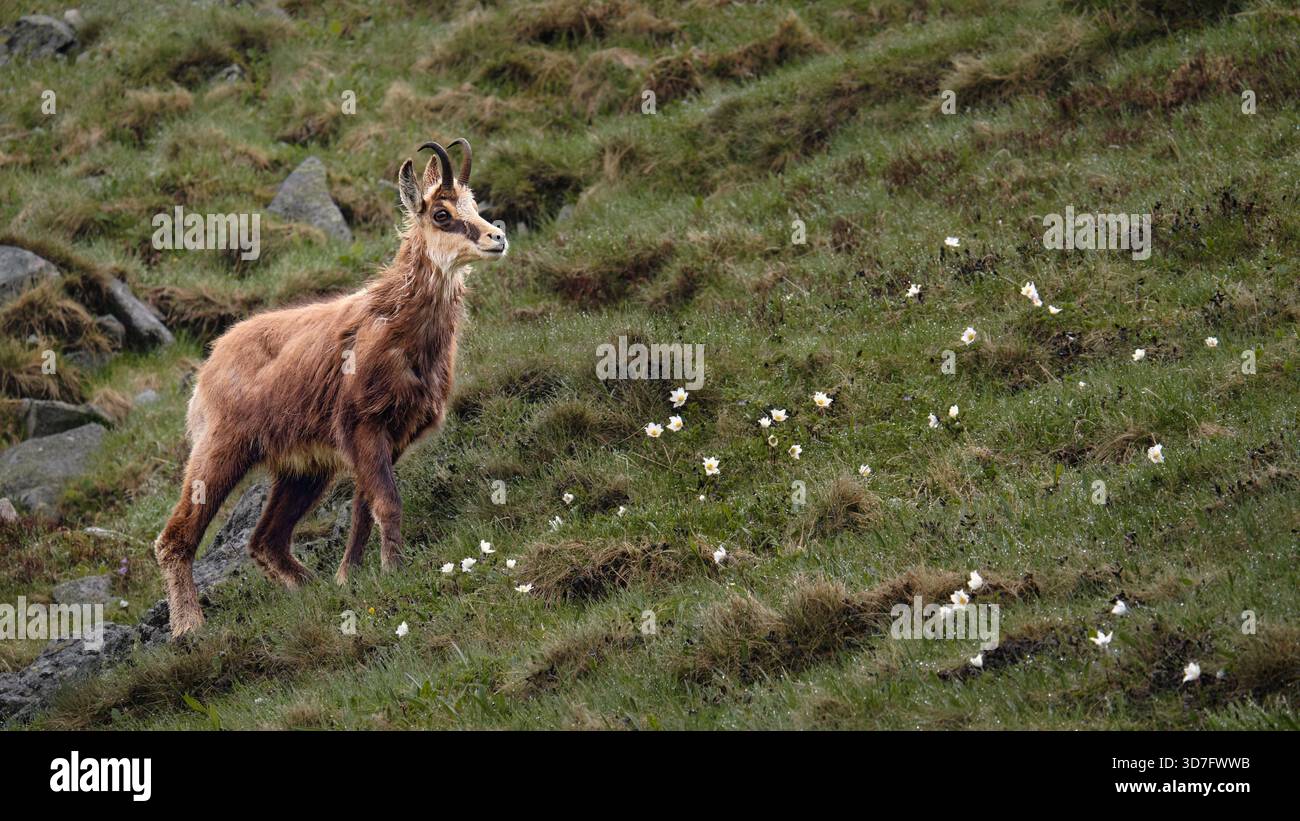 Wilde Gämsen auf einem grasbewachsenen Berghang mit Frühlingsblumen. Stockfoto