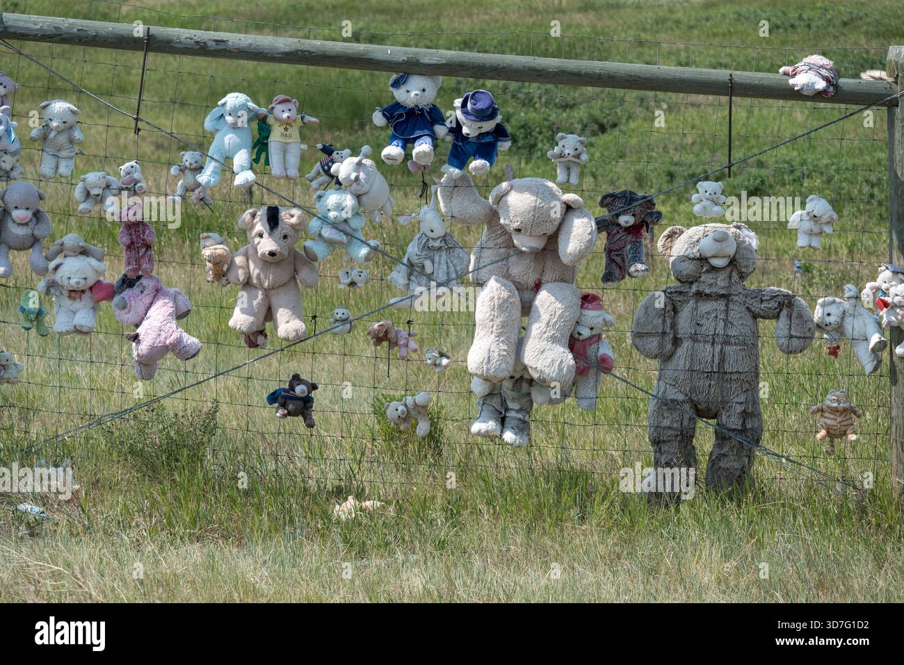 Plüschtiere auf einem Zaun am U.S. Highway. 89 in Pondera County, Montana, USA. Stockfoto