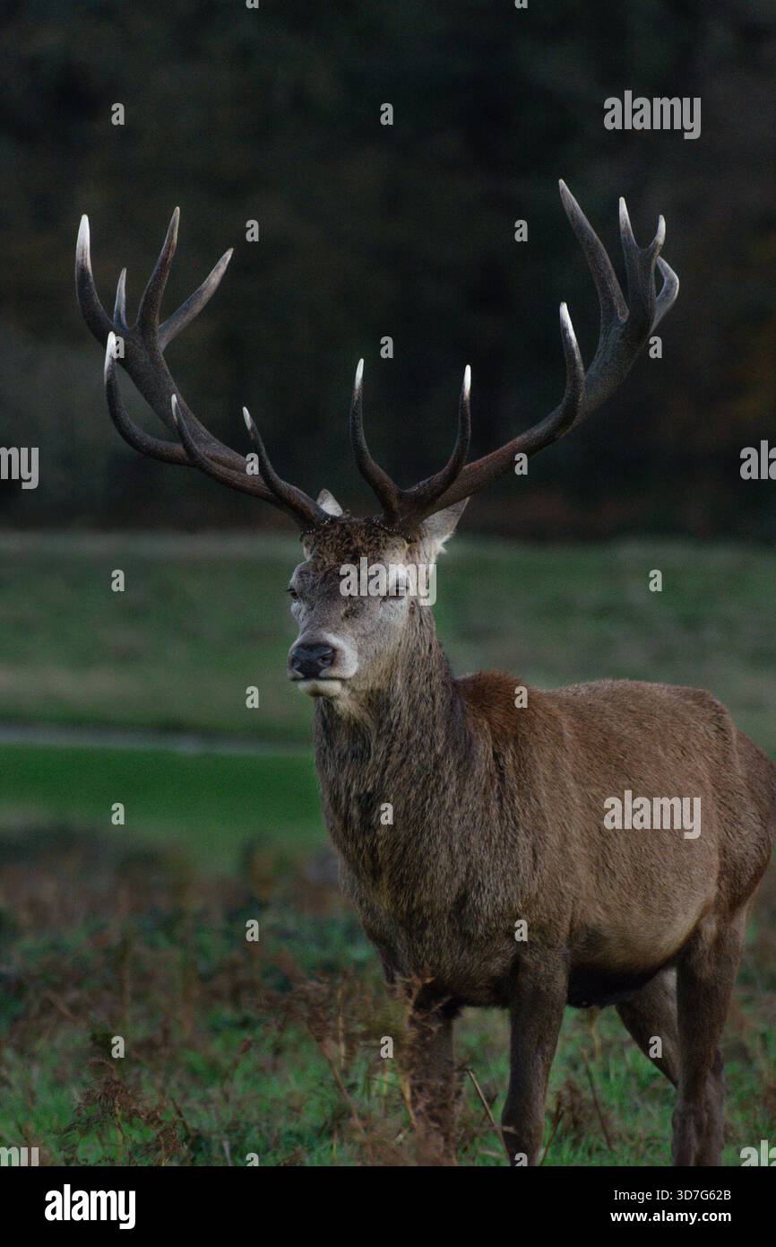 Reifer Rothirsch, im November, Richmond Park, London. Tierwelt in London. Brunstsaison. Paarungszeit. Herbst. Stockfoto