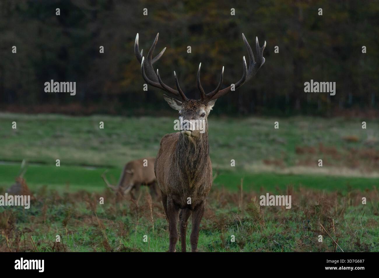 Reifer Rothirsch mit reifem Geweih, im November, Richmond Park, London. Herbst. Stockfoto