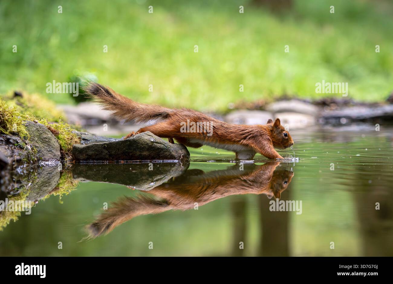 Ein Rotes Eichhörnchen spiegelt sich in einem Wasserbecken, während es seine Pfoten vorläufig ins Wasser wirft Stockfoto