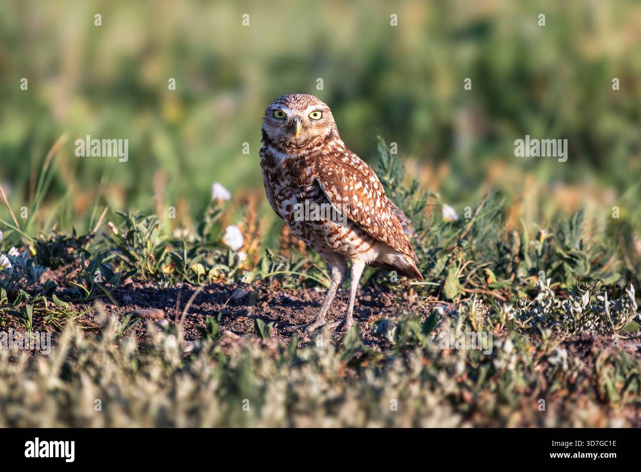 Grabungulle (Athene cunicularia) im Badlands-Nationalpark, South Dakota Stockfoto