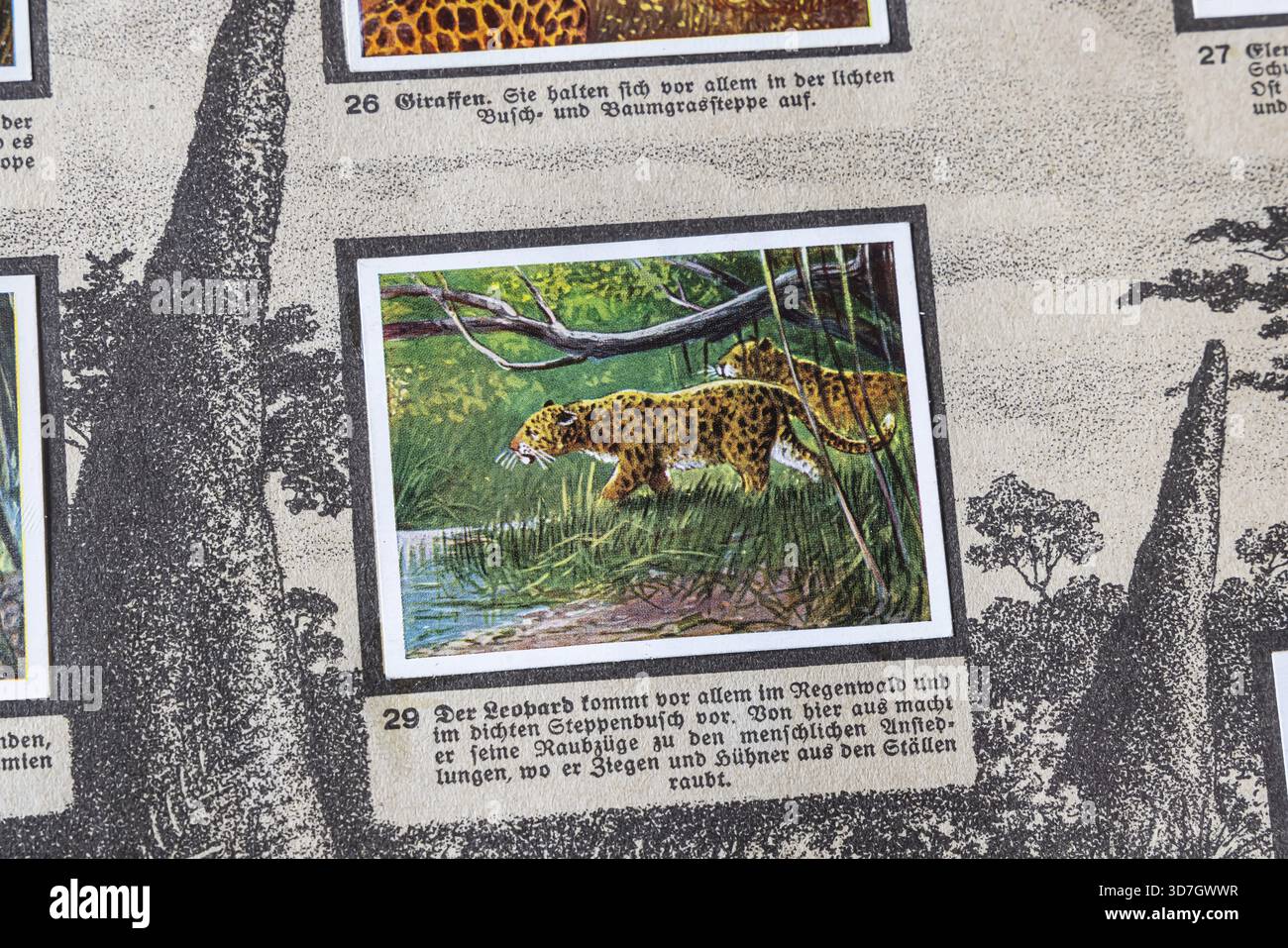 Deutsche Kolonien. Deutsch-Ostafrika. Leopard eine Anthologie des Cigaretten-Bilderdienstes Dresden aus dem Jahr 1936. Deutschland Stockfoto