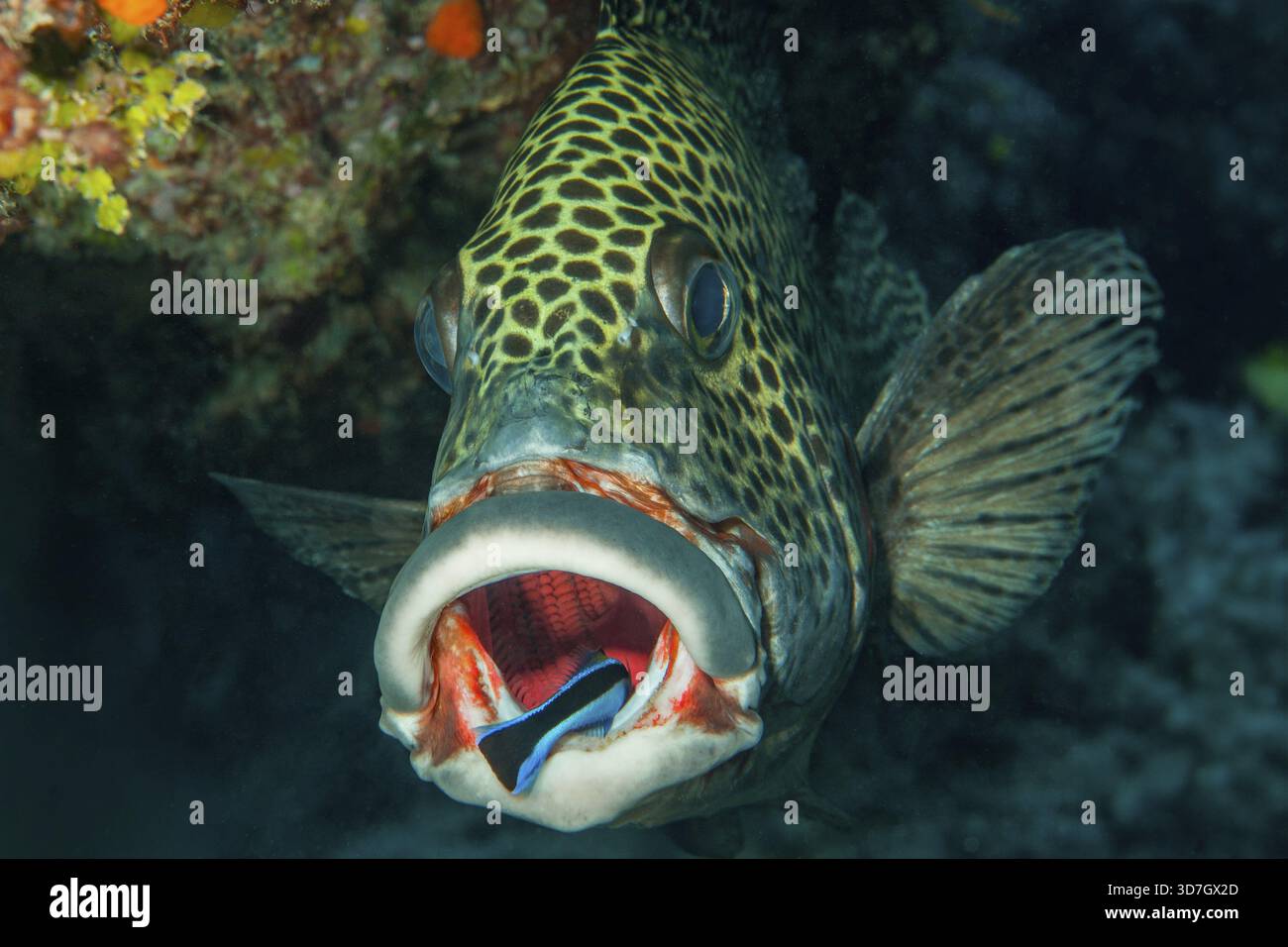 Symbiotisches Verhalten Symbiose von Harlequin-Süßlippe (Plectorhinchus chaetodonoides) und Reinerfischen (Labroides dimidiatus) Reinerlipfenschwimmen in o Stockfoto