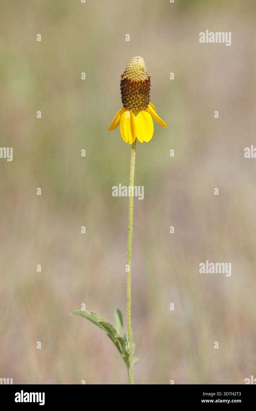Prärie-Sonnenhut in der gemischten Grasprärie des Grasslands-Nationalparks (Ratibida columnifera) Stockfoto