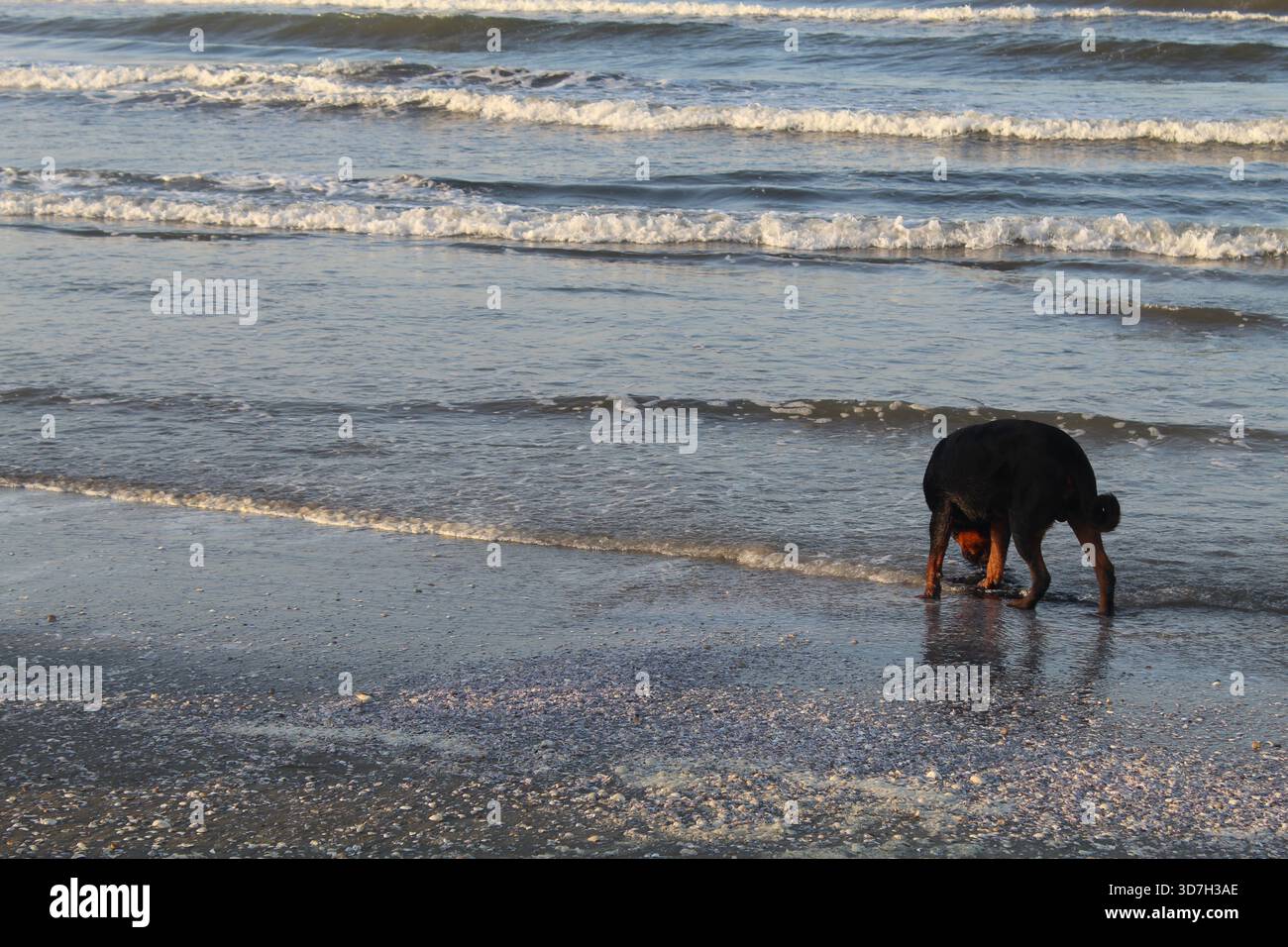 Ein Hund spielt am Strand Stockfoto