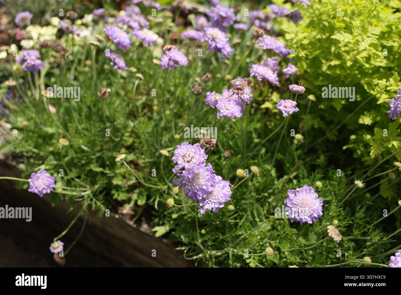 Lavendel-Scabiosa-Blüten Neben Üppigem Gartenlaub Stockfoto